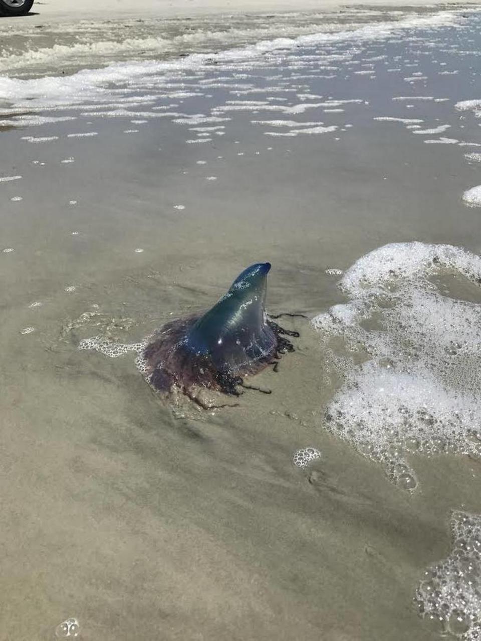 Nearly 100 Portuguese man-of-war washed up on shore Monday, according to the Hilton Head Island Beach Patrol.