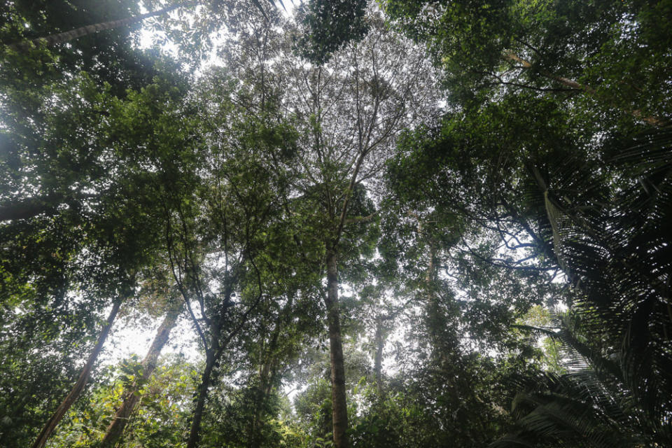 The Selangor Forestry Department warned that strict action will be taken against trespassers at forest reserves in the state during Phase Two of the National Recovery Plan. — Picture by Yusof Mat Isa