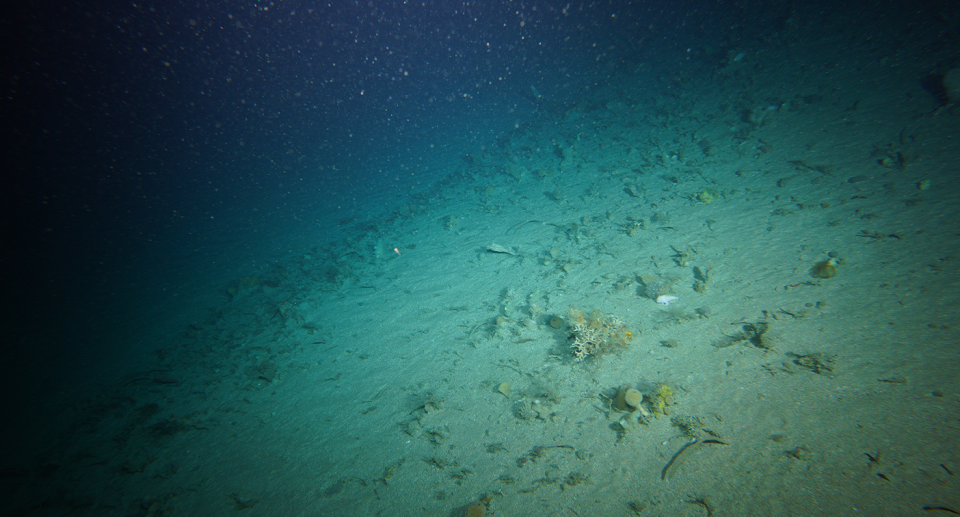 A picture showing a narrowbody handfish underwater.