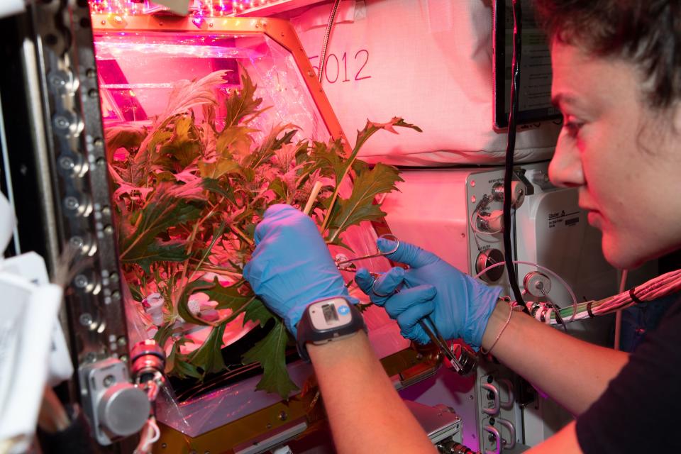 La astronauta de la NASA Jessica Meir cosechando el resultado del proyecto Veg-04 en la Estación Espacial Internacional | NASA/ESA