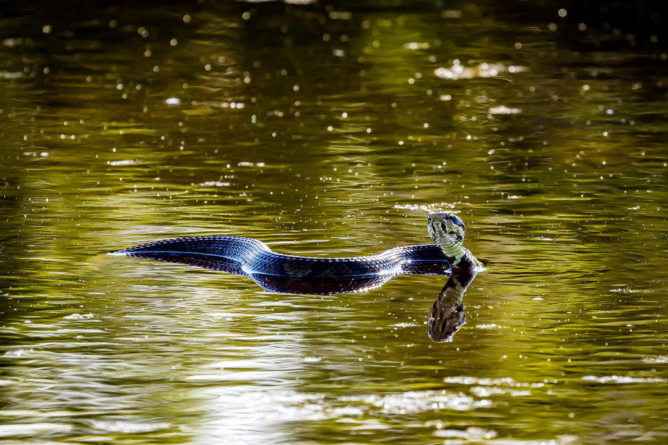 A snake swimming on a reflective water surface with its head raised. The background is blurred, giving the image a peaceful, serene atmosphere