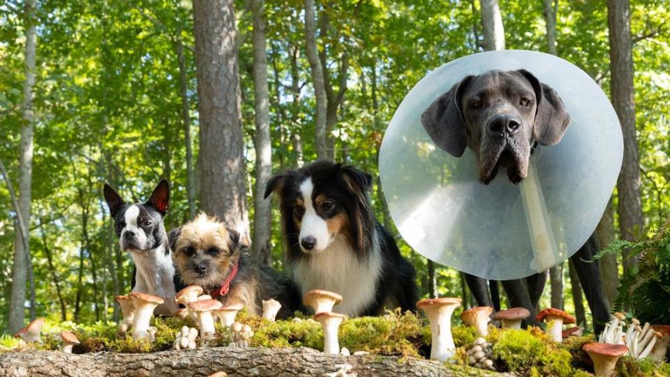 《復仇狗聯盟》真實塑造了四隻會說話的狗狗。（圖／UIP提供）