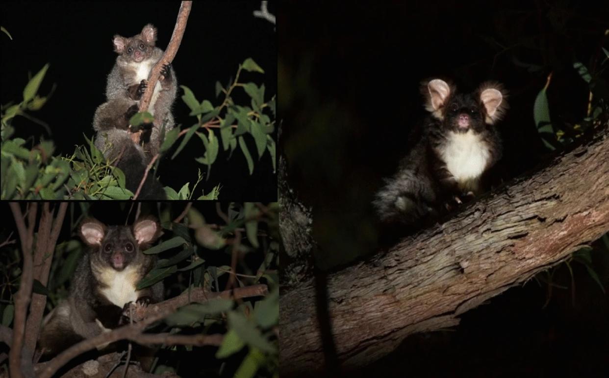 Greater gliders from the northern (top left), central (bottom left) and southern (right) groups identified through DArTseq showing morphological differences that are typical of our dataset. Greater gliders of the type shown on the right have several pelage colour morphs including white and light grey. Photos by Denise McGregor (top left) and Jasmine Vink (bottom left and right). http://creativecommons.org/licenses/by/4.0/.