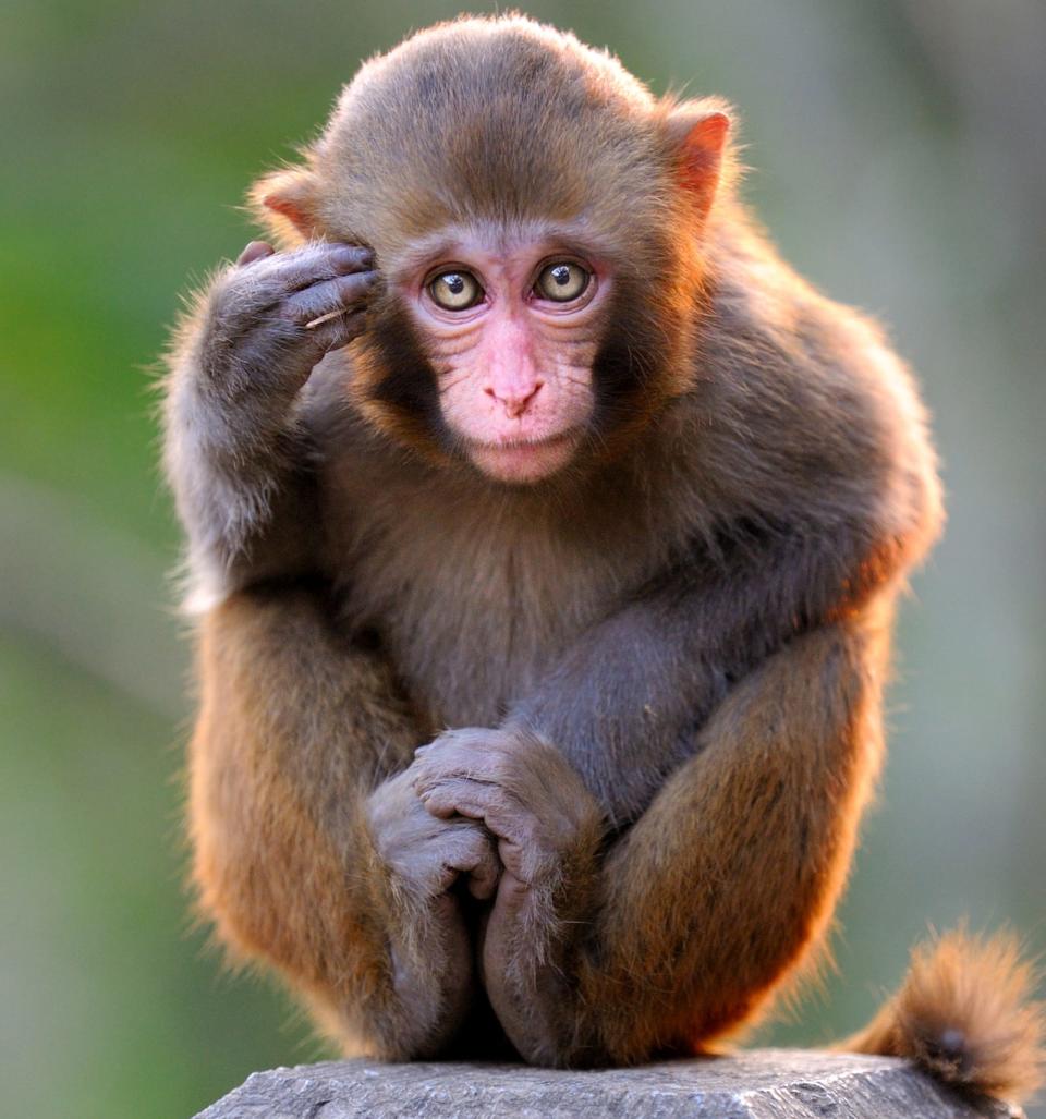 Thinking young monkey