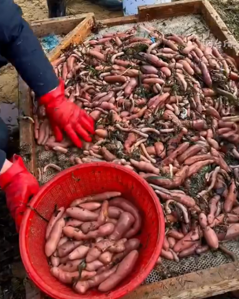 民眾在岸邊分揀海腸。   圖：翻攝微博影片