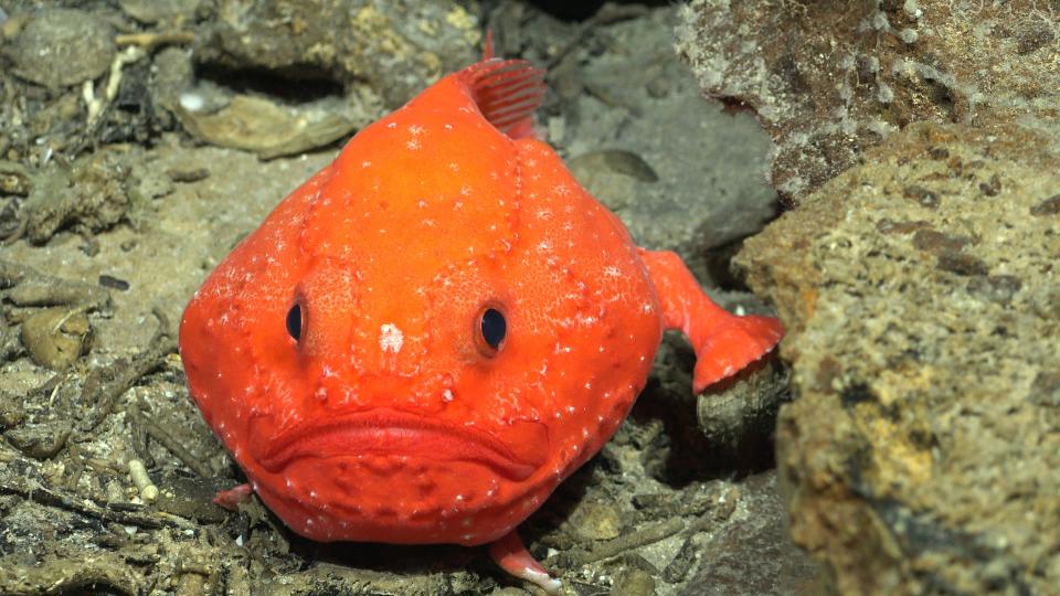 A bright orange fish photographed off the coast of Chile.