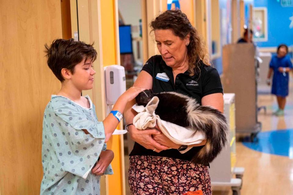 Patient Matt Prado, 11, left pets a skunk named Flower held by SeaWorld handler Corrine Brindley on Wednesday. “They’re really cute,” he said. SeaWorld brought rescued animals for children at the hospital to experience including a great horned owl, raven, alligator, kangaroo, tortoise and sloth. Lezlie Sterling/lsterling@sacbee.com