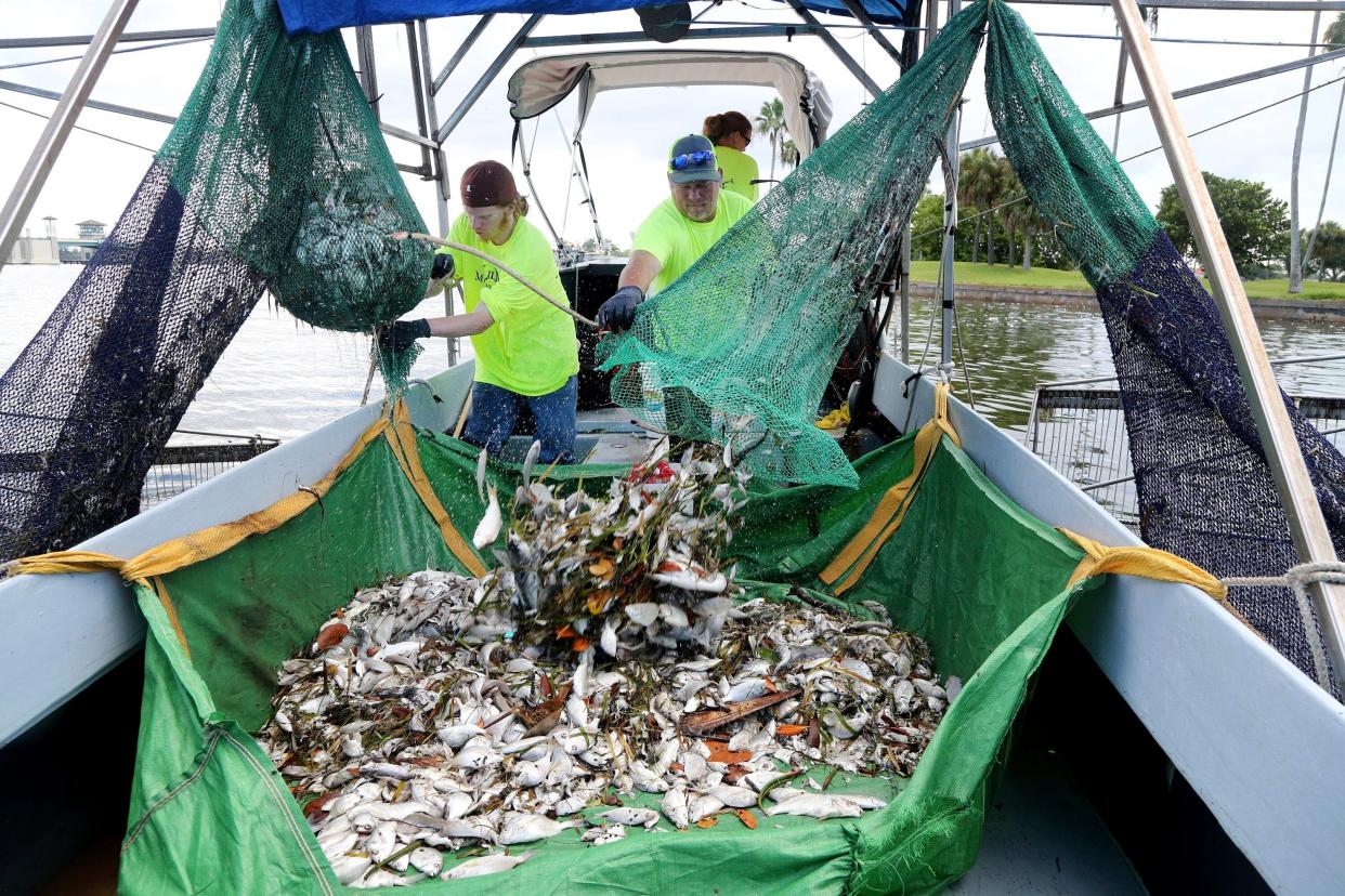 Red Tide Florida (Tampa Bay Times)
