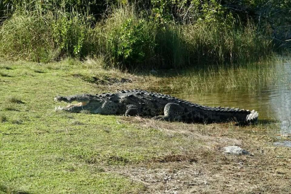 full-body image of Croczilla sunning itself next to a pond