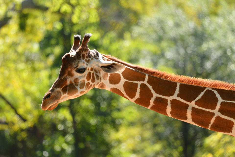 a giraffe