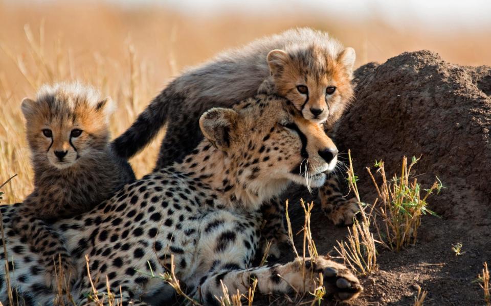 Experts fear travel restrictions could spell the end of cheetahs in the wild - Getty