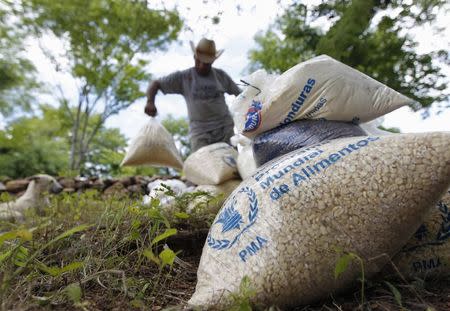 A farmer moves bags of provisions, donated by the United Nations World Food Programme (WFP) food reserves, during a distributing of food aid to families affected by the drought in the village of Orocuina, August 28, 2014. REUTERS/Jorge Cabrera