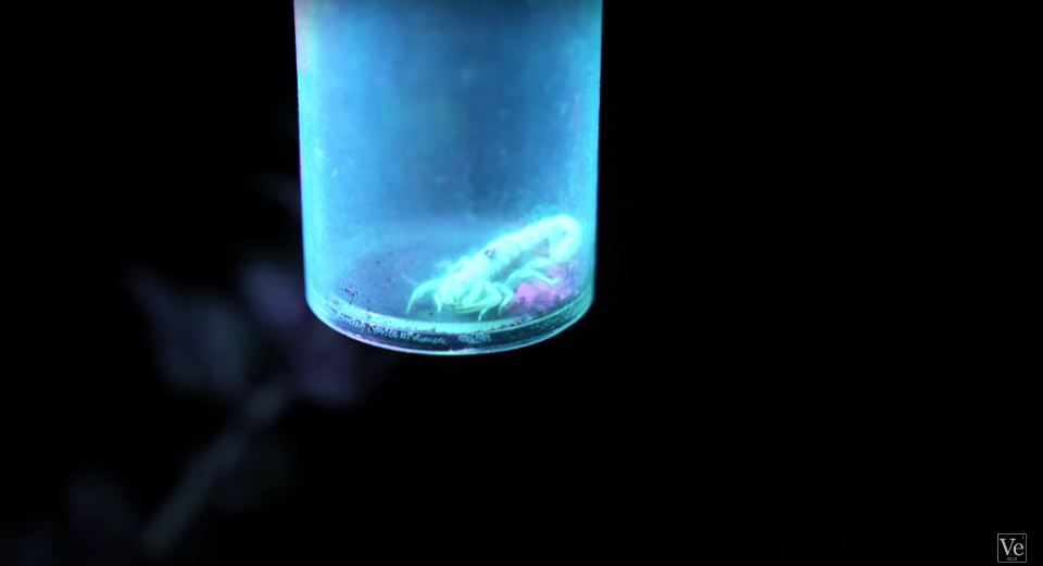 A small scorpion in a plastic tube glowing green under a purple UV light.