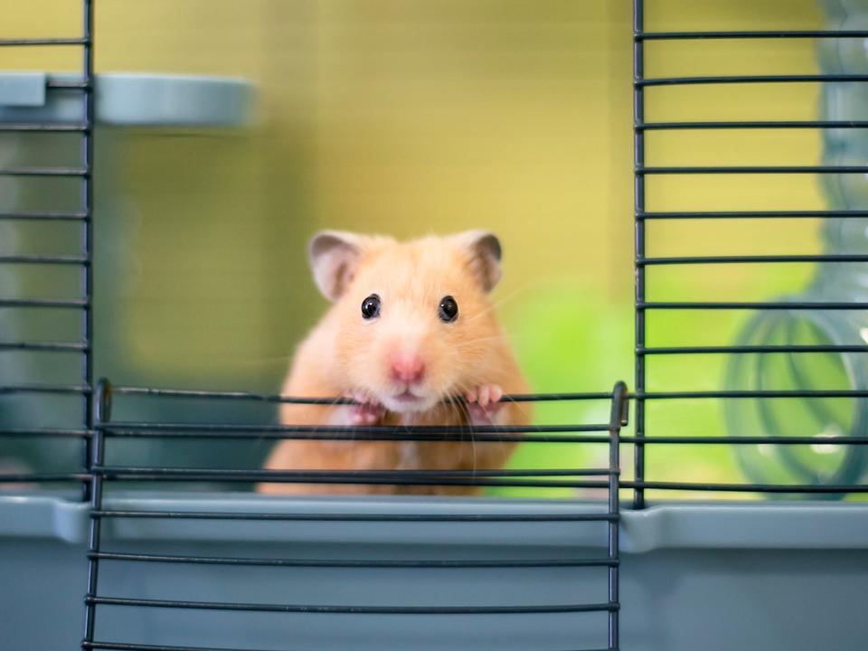 Hamster peeking out of cage.