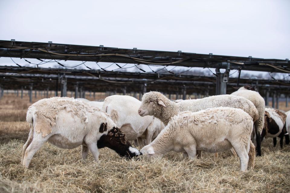 Dorper sheep roam the land of the Silicon Ranch project to improve the quality of the soil, vegetation and agriculture.