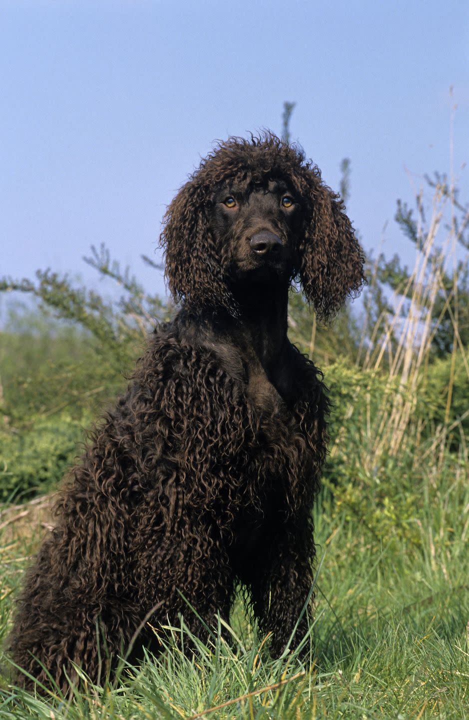 dogs that dont shed irish water spaniel