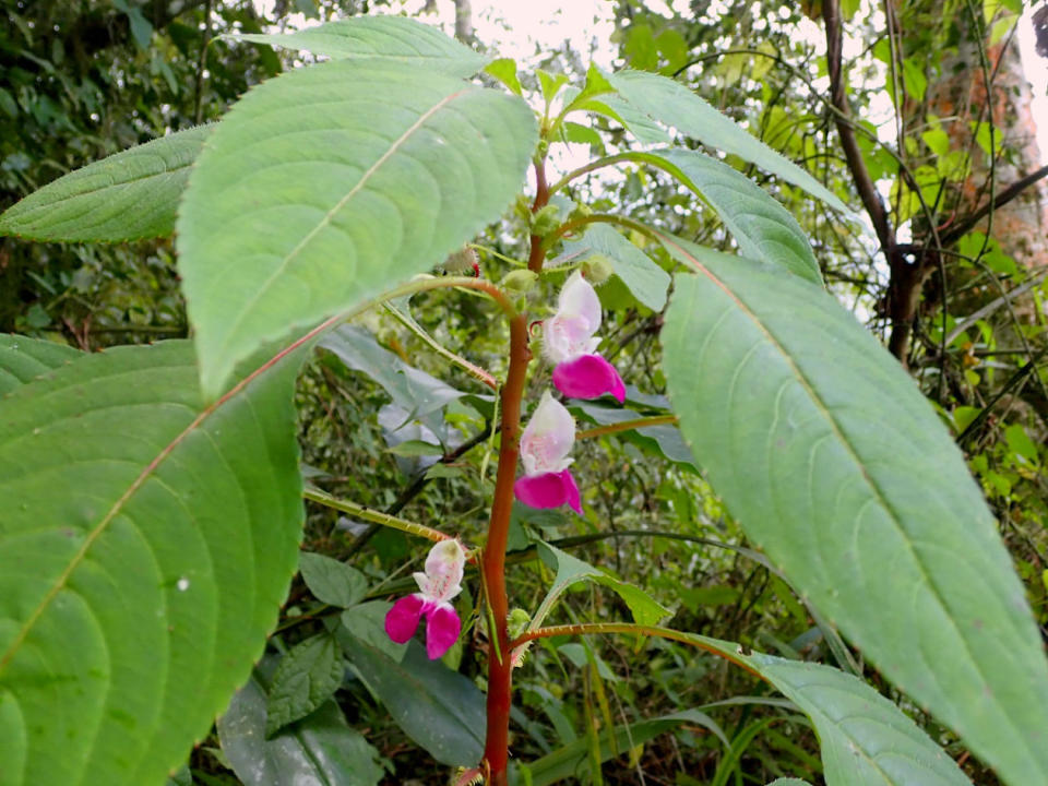 Impatiens banen. RBG Kew