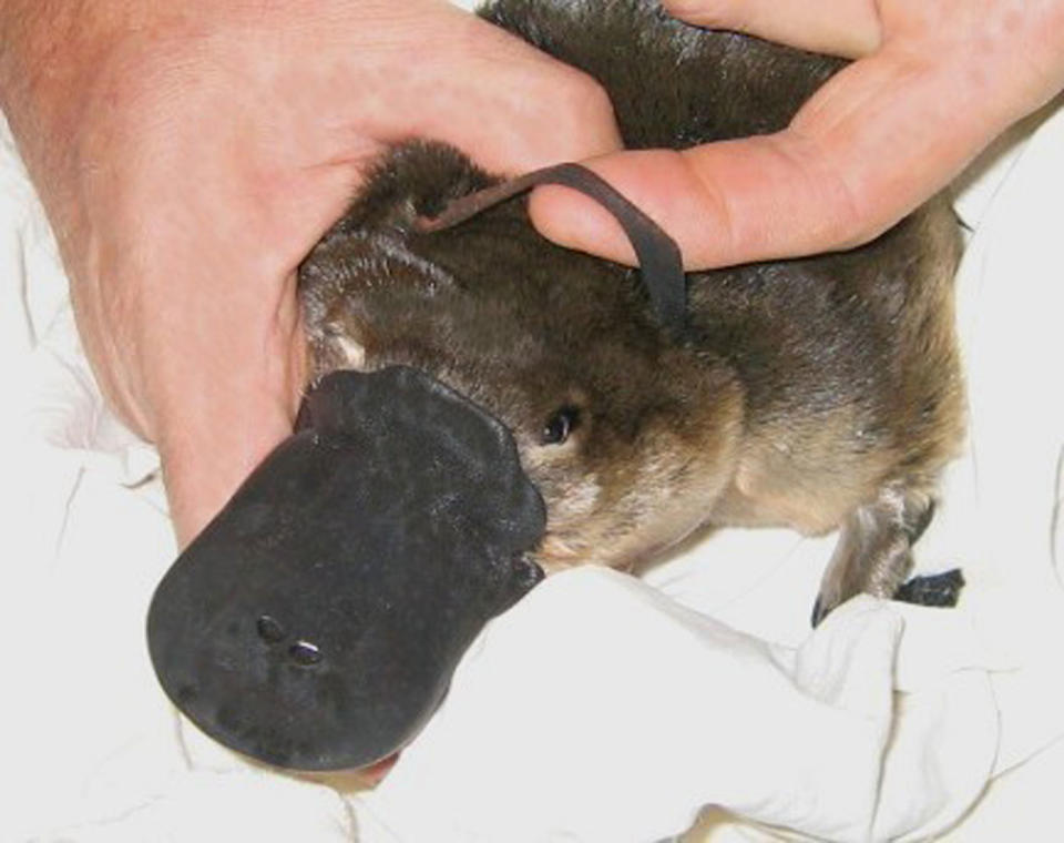 By disposing of rubbish responsibly and cutting plastic rings, people can reduce the risk of platypuses getting entangled. Source:  Australian Platypus Conservancy