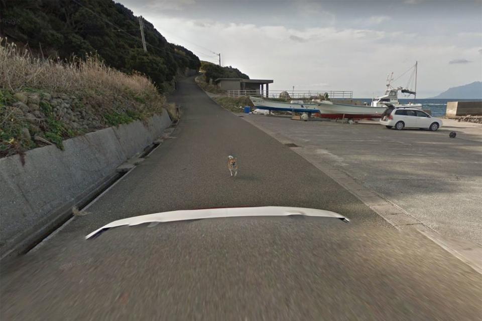 Dog becomes an internet sensation after chasing a Google Maps car.