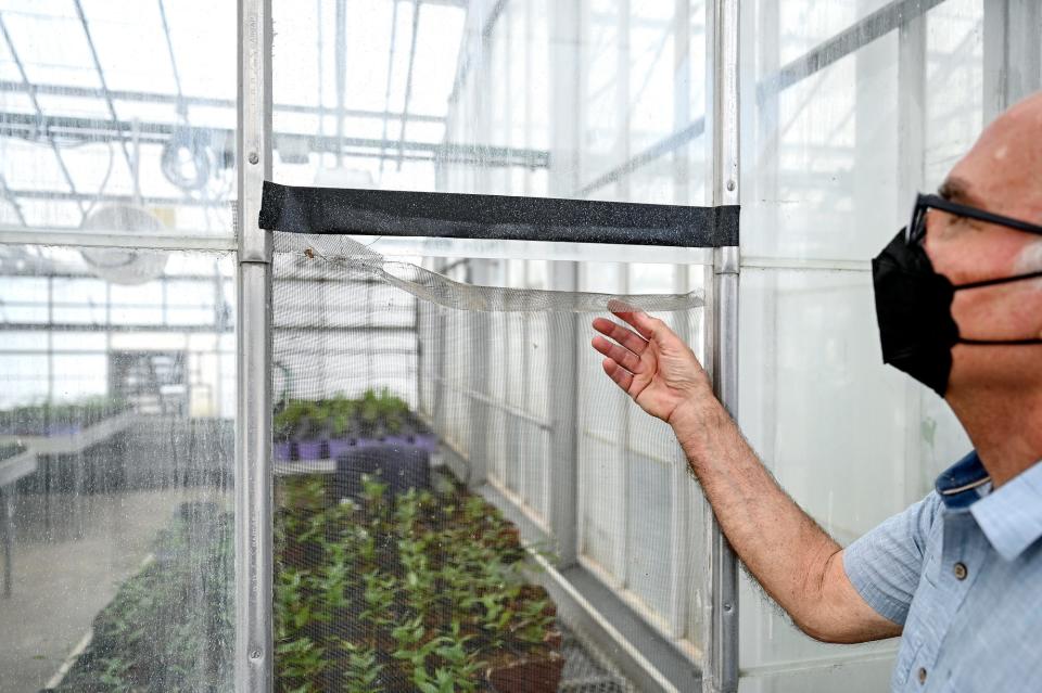 Professor Thomas D. Sharkey investigates a screen that needs repair at one of the greenhouses on Friday, July 15, 2022, at the MSU Plant Science Greenhouses in East Lansing.