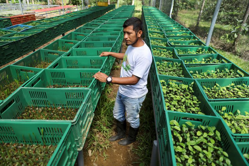 Affectation of the environment due to the murder of an environmentalist in Puerto Guzman