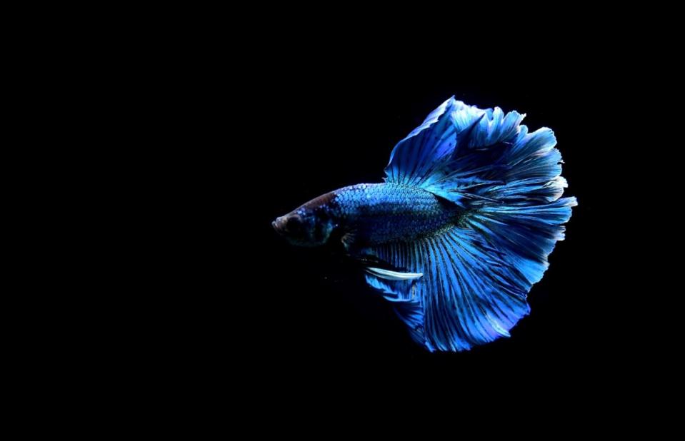 Betta fish can have thousands of color combinations.<p>bobbyphotos/Shutterstock</p>