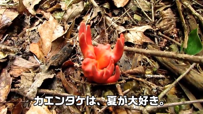 deadly coral fungus in the forrest on the ground with long arms