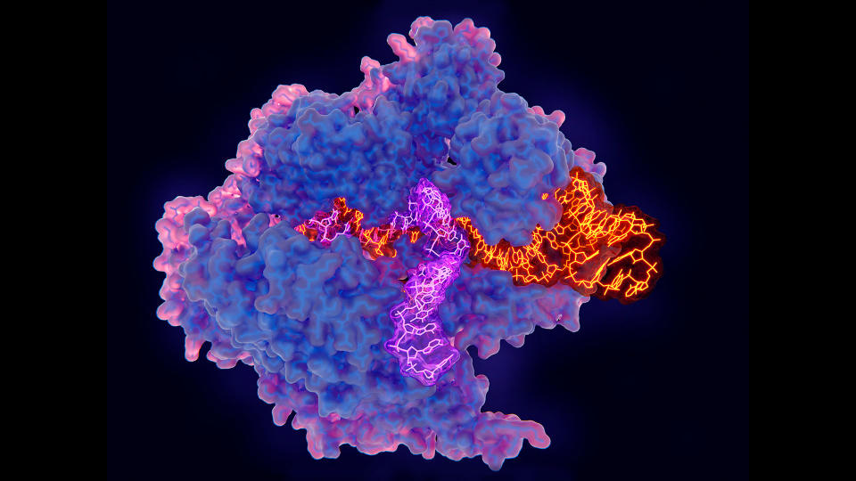 CRISPR-Cas9 gene editing complex and cells, illustration. The CRISPR-Cas9 protein (blue and pink) is used in genome engineering to cut DNA (deoxyribonucleic acid). It uses a guide RNA (ribonucleic acid) sequence (orange) to cut DNA (purple) at a complementary cleavage site.