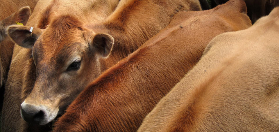 <em>Food Standards Agency figures analysed by the British Veterinary Association (BVA) revealed that more than 120 million animals were slaughtered without pre-stunning at abattoirs in England in the 12 months to September (Picture: Getty)</em>