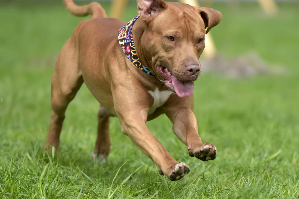 brown pit bull playing