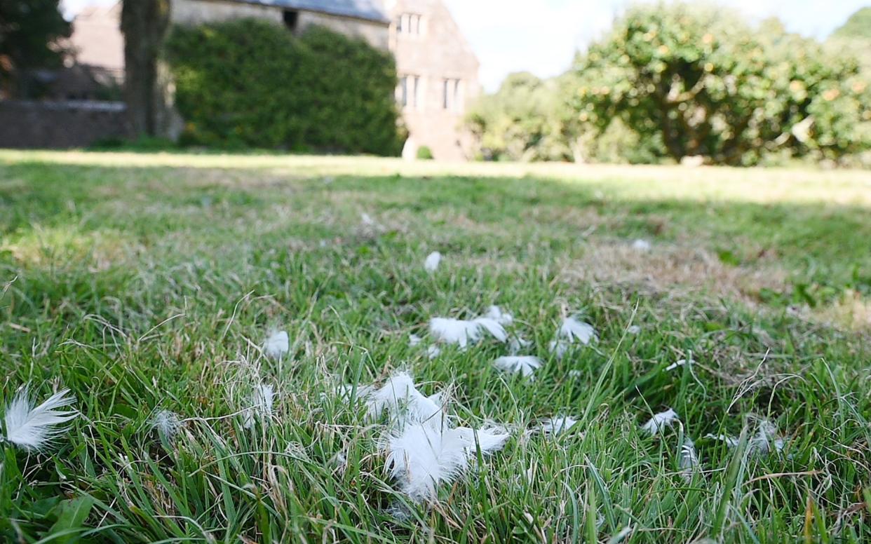 Scene of the crime – only a few feathers are left where Quackers was attacked