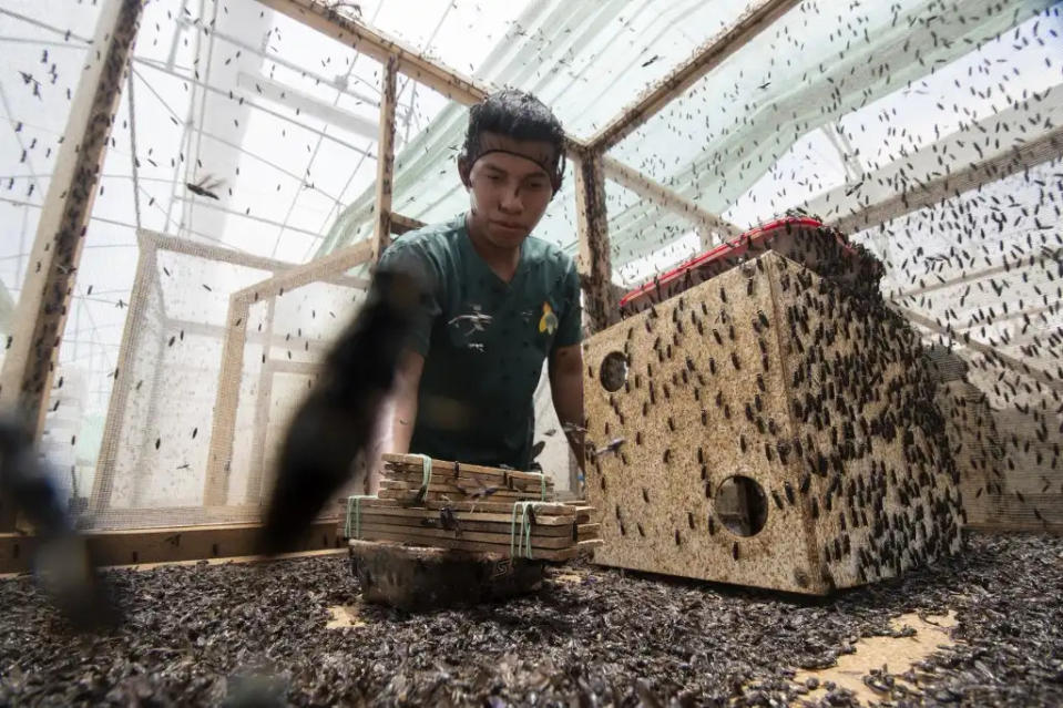 Larvas de mosca alimento