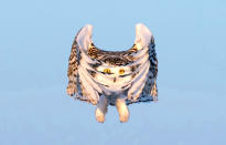 <p>An owl in flight in Canada. (Photo: Sue Dougherty/Caters News) </p>