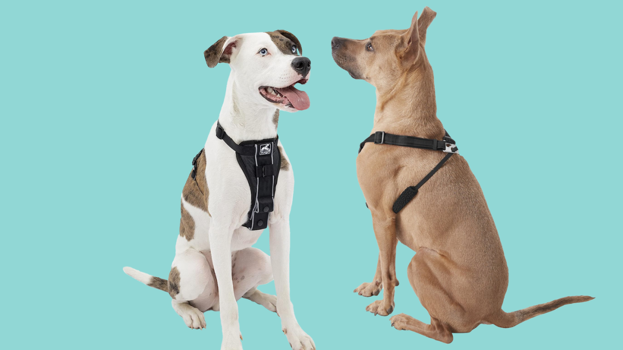 5 best nopull harnesses for every type of dog