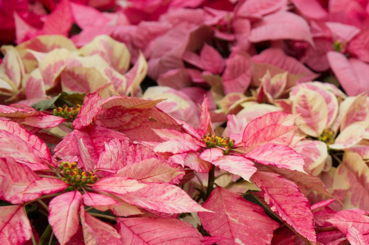 how to care for poinsettias