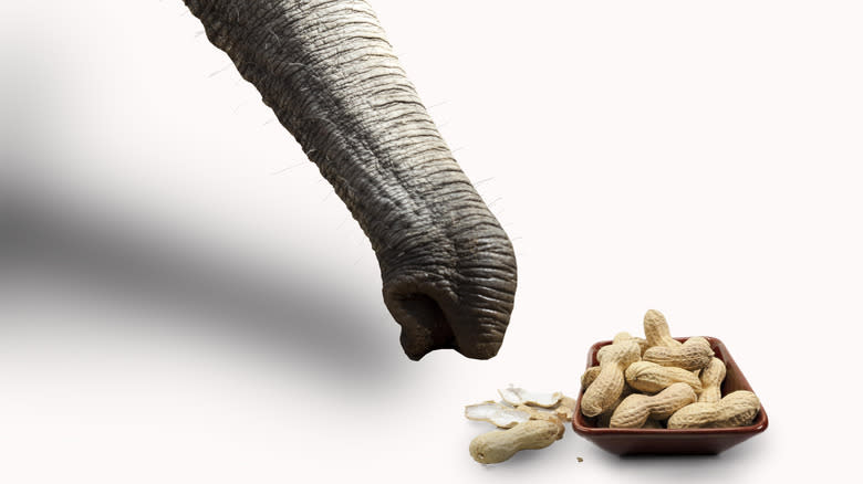 Elephant trunk and peanuts 