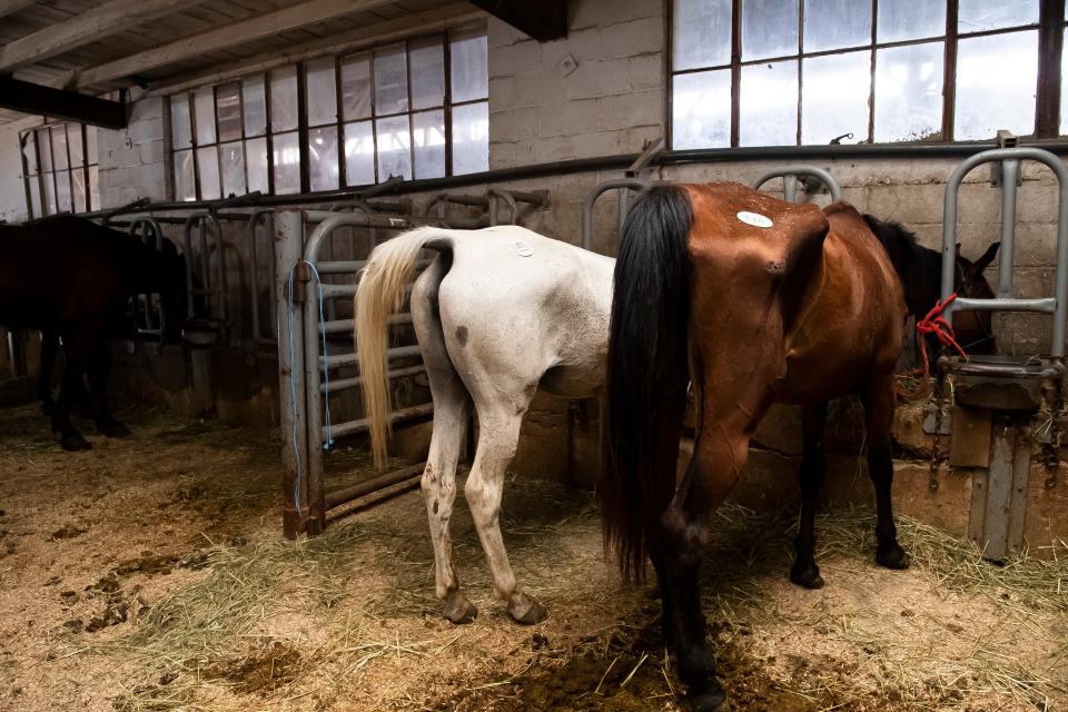 Horses of all breeds, sizes, ages and conditions are brought by private owners for sale at the New Holland auction. As long as each horse passes a basic wellness check and is clear of equine infectious anemia, it can be sold.