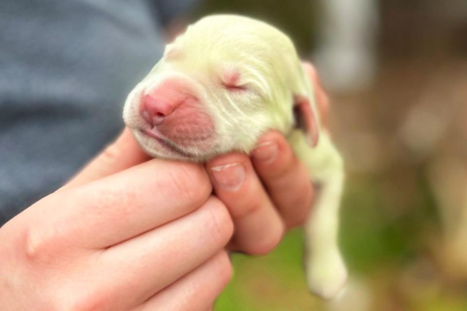 <p>Golden Treasures Kennel</p> Shamrock, a golden retriever puppy born with green fur