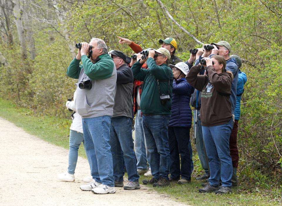 A group of birders and photographers keeps a respectful distance from a varied bunting at Lion's Den Gorge Nature Preserve in Grafton.