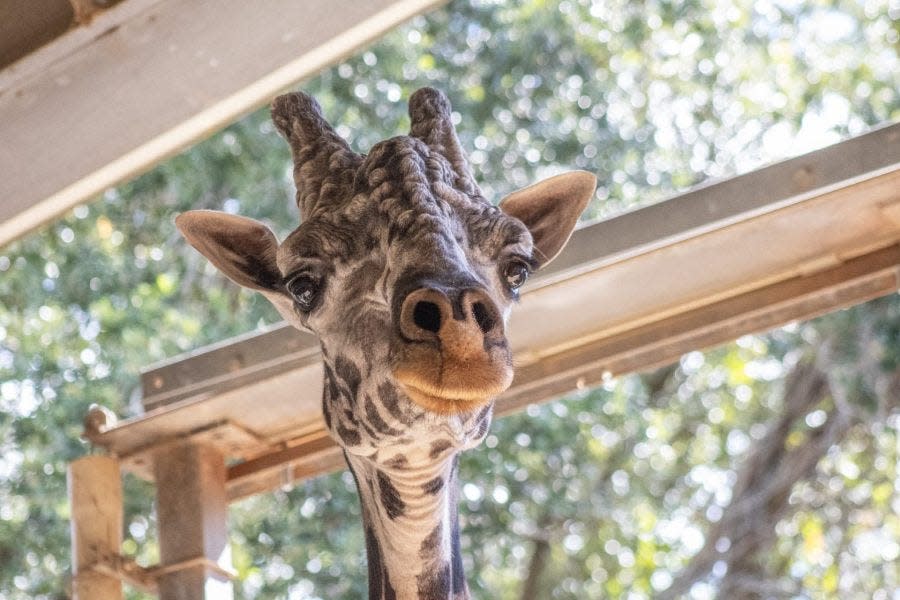 The Brevard Zoo's giraffe, Rafiki, was remembered by Jon Brangan, the zoo's deputy director, for having a magnetic personality that never wavered.