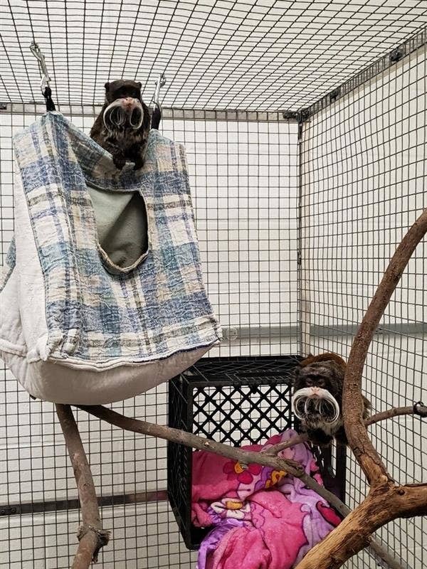 The two emperor tamarin monkeys, Bella and Finn, after their return to the Dallas Zoo