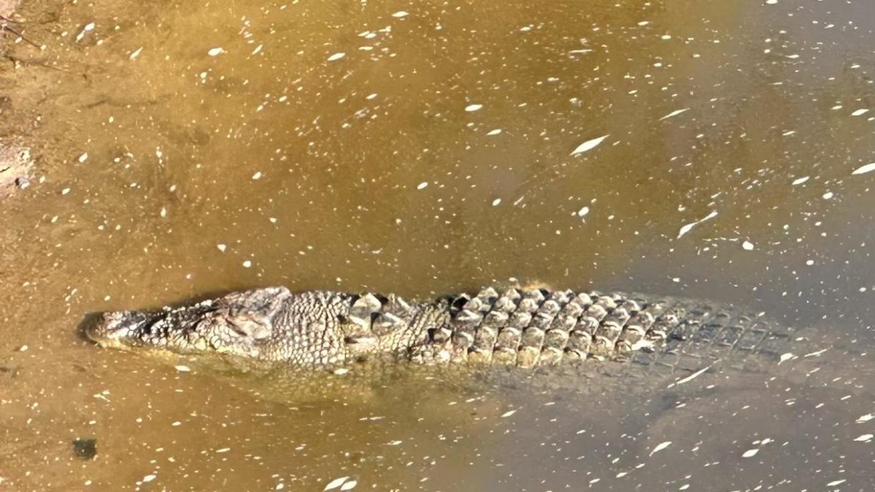 Police are searching for a child who was reportedly taken by a crocodile.