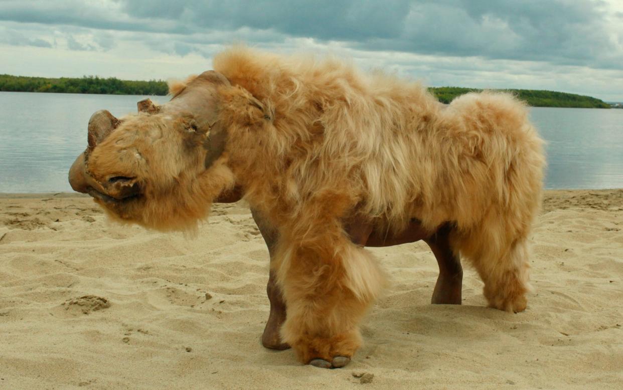 preservedA preserved woolly rhino (Coelodonta antiquitatis), named Sasha, was found in 2014 woolly rhino - Albert Protopopov/AFP