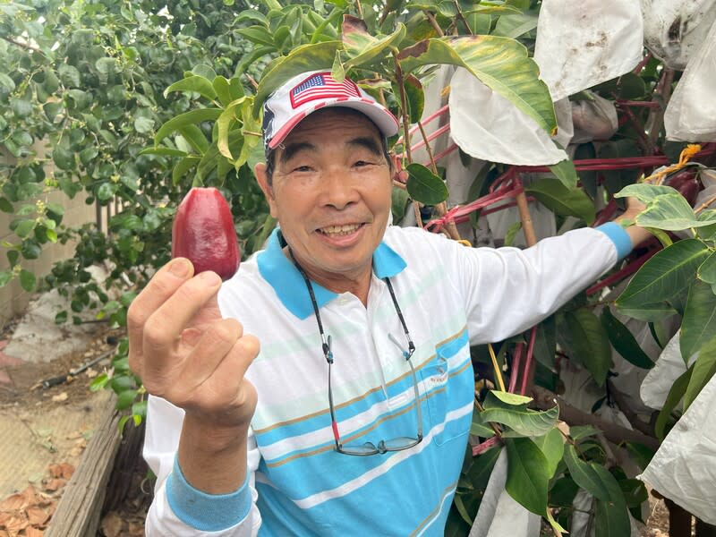 廖大盛在美國種植蓮霧 台灣移民廖大盛在美國加州的自家後院經營小型農 場，種出美國市場少見的蓮霧。 中央社記者林宏翰洛杉磯攝 113年9月28日 