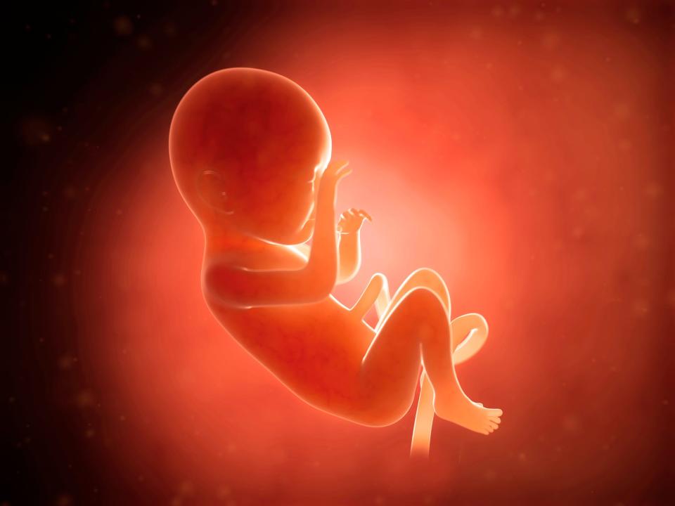 Human fetus at 7 months, computer illustration