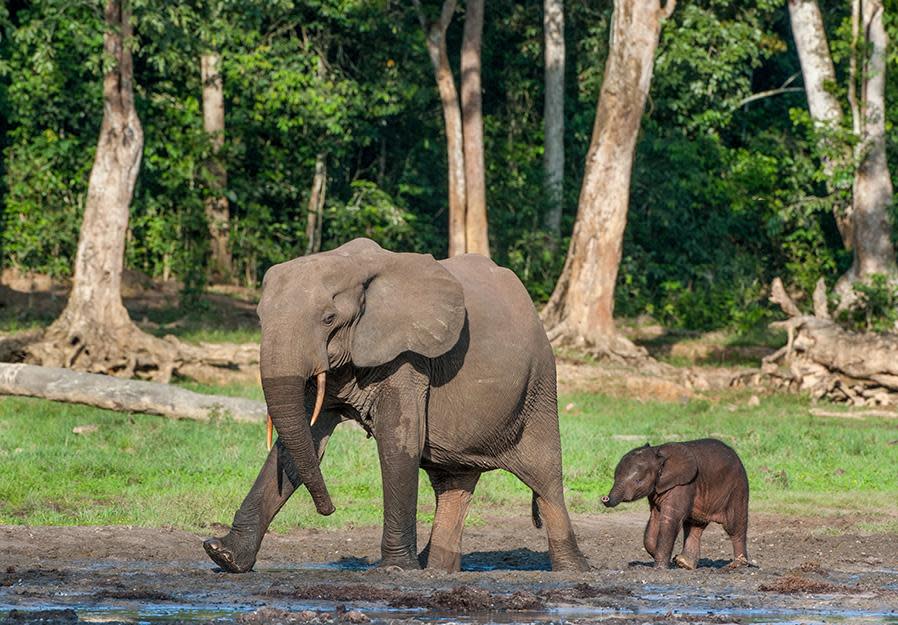 <p>The Central African Republic is home to a variety of amazing wildlife, but human conflict makes it completely off-limits. Violence and unrest is rife throughout the region and its security situation is highly volatile.</p>