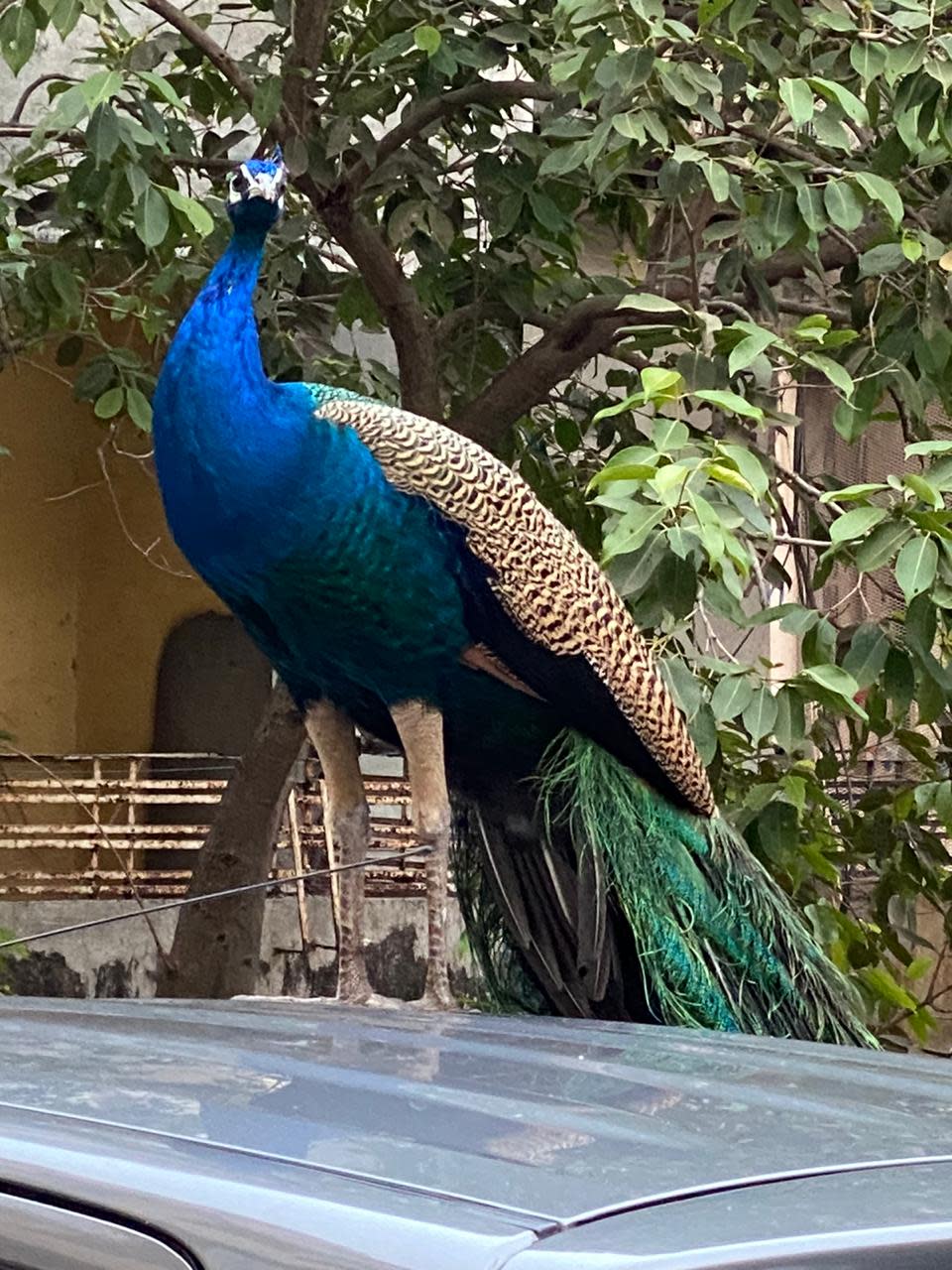 Peacocks in Mumbai