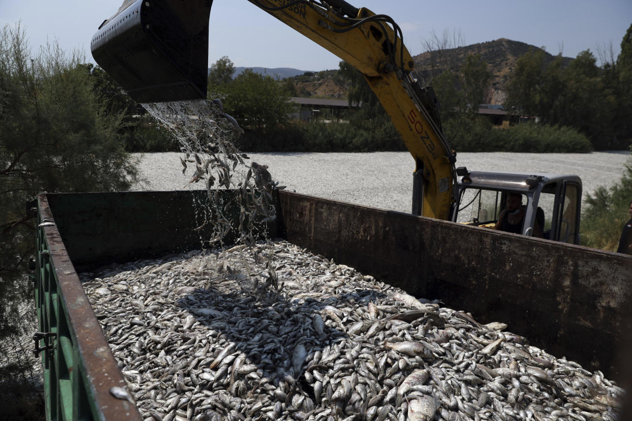 A back hoe dumps dead fish into a container.