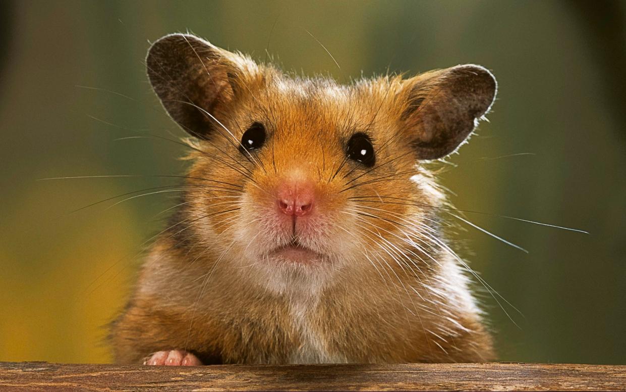 A Syrian, also known as a golden, hamster - Paul Starosta /Getty