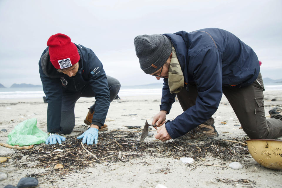 Volunteers collect plastic pellets from a beach in Nigran, Pontevedra, Spain, Tuesday, Jan. 9, 2024. Spanish state prosecutors have opened an investigation into countless tiny plastic pellets washing up on the country's northwest coastline after they were spilled from a transport ship. (AP Photo/Lalo R. Villar)